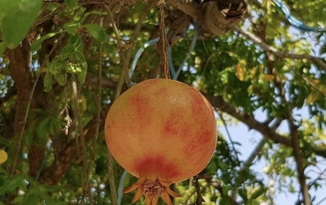 Tahini Pomegranate Dressing