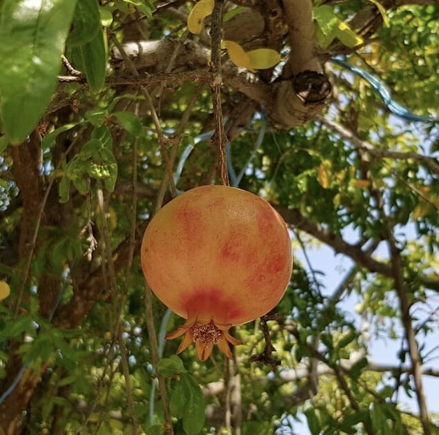 Tahini Pomegranate Dressing